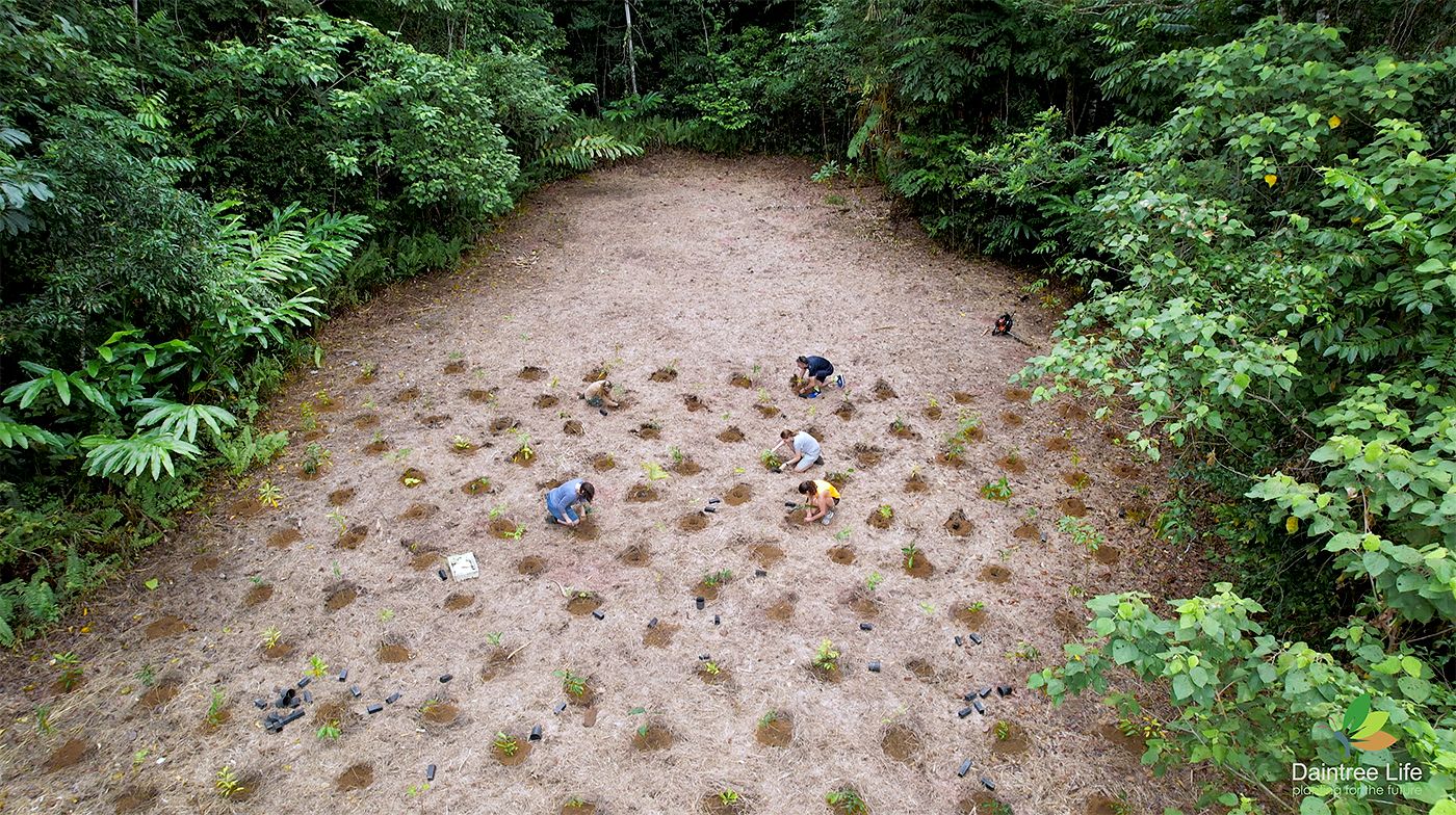 tree-nation in Daintree